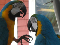Parrots.